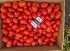 Зображення для оголошення Продам помидор