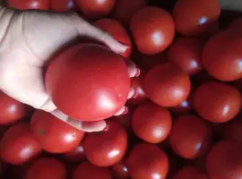 Зображення для оголошення Продам розовый помидор 27 грн
