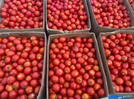 Зображення для оголошення Продам полевой помидор