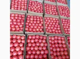 Зображення для оголошення Продам помидор розовый красный