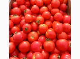 Зображення для оголошення Продам полевой помидор 20 грн