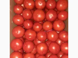 Зображення для оголошення Продам розовый помидор