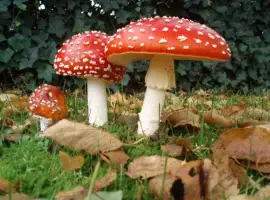 Зображення для оголошення Купить мухомор красный сушеный. Высший сорт