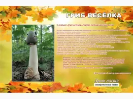 Зображення для оголошення Настойка гриба Веселка