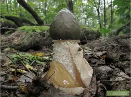 Зображення для оголошення Мицелий веселки живой зерновой