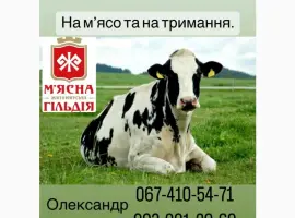 Зображення для оголошення Закуповуємо ВРХ