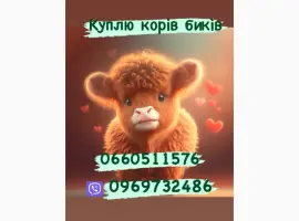 Зображення для оголошення Куплю коней жеребців та кобил корів бичків