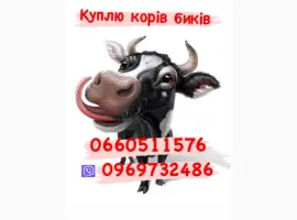 Зображення для оголошення Куплю корів телят толок дорого