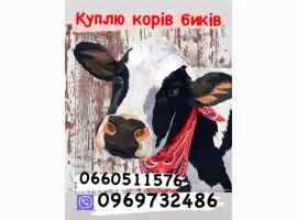 Зображення для оголошення Дорого куплю коріа свиней биків баранів