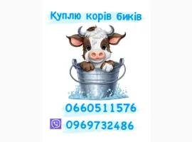 Зображення для оголошення Куплю телят телиць биків корів коней