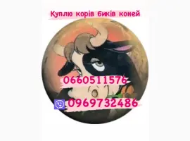 Зображення для оголошення Куплю биків поросят дорого свиней свиноматки