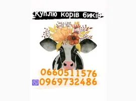 Зображення для оголошення Куплю бичків баранів