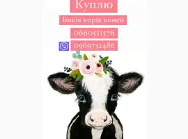 Зображення для оголошення Купим корів биків у населення