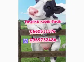 Зображення для оголошення Куплю корів та биків любої ваги