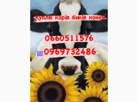 Зображення для оголошення Живою вагою купимо корів биків баранів
