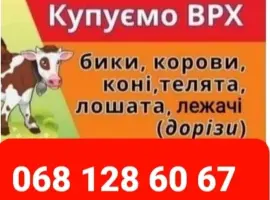 Зображення для оголошення Врх