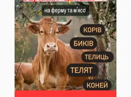 Зображення для оголошення Корови коні