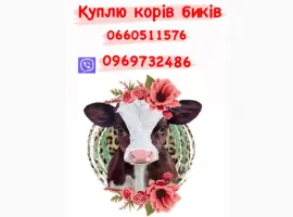 Зображення для оголошення Купимо корів коней бичків