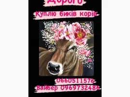 Зображення для оголошення Закупка биків телят та поросят