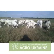 Зображення для оголошення Козлята Зааненские: козочки и козлики. Козёл племенной. Коза