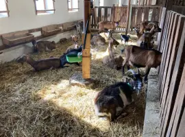 Зображення для оголошення Продам кози