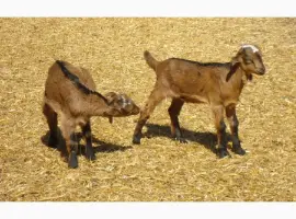 Зображення для оголошення Продам красивых короткоухих козликов 75% нубийской крови