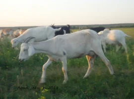 Зображення для оголошення Продам дойную полукровную нубозааненскую козу покрытую 100% нубийским козлом