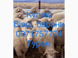 Зображення для оголошення Куплю баранів живою вагою