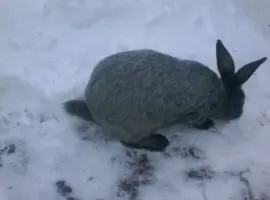 Зображення для оголошення Полтавське срібло