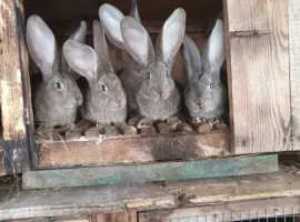Зображення для оголошення Продам кроликівв Бургундія