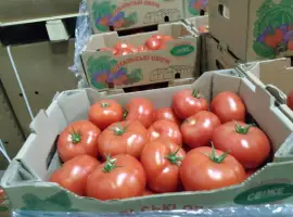 Зображення для оголошення Продам овочи та фрукти від поставщика з 5 тонн