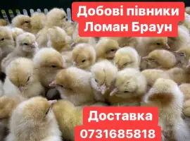 Зображення для оголошення Добові курчата Ломан Браун Цыплята Ломан Браун суточные