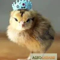 Зображення для оголошення Цыплята Редбро (Redbro)