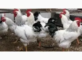 Зображення для оголошення Куры Ломан Браун