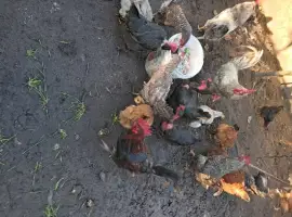 Зображення для оголошення Продаю курей