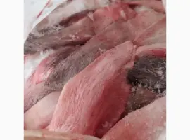 Зображення для оголошення Куплю на постоянной основе уши