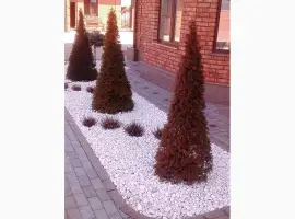 Зображення для оголошення Продам декоративні рослини від виробника
