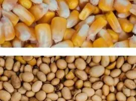Зображення для оголошення Закуповуємо кукурудзу некондиційну, сою половинки