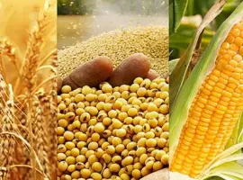 Зображення для оголошення Закуповуємо відходи кукурудзи, пшениці, сої, соняшнику