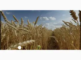 Зображення для оголошення Куплю зерно