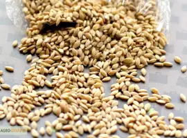 Зображення для оголошення Предприятие закупает ЗЕРНОВЫЕ культуры любого качества большими объемами