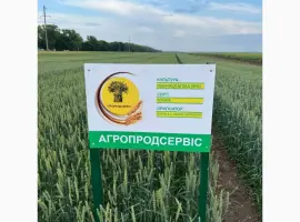 Зображення для оголошення Пропонуємо насіння ярої пшениці Токата (СН-1)