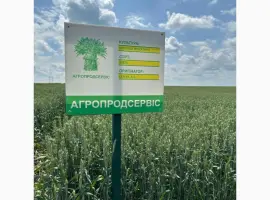 Зображення для оголошення Пропонуємо насіння ярої пшениці Кітрі (СН-1)