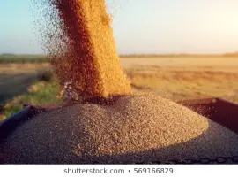 Зображення для оголошення СРОЧНО продам пшеницу фуражную на экспорт от производителей и поставщиков от 100 тонн