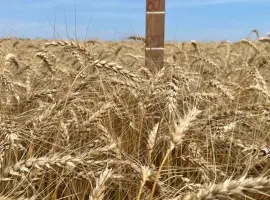 Зображення для оголошення Насіння пшениці ярої МІП Візерунок