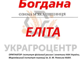 Зображення для оголошення Насіння озимої пшениці БОГДАНА еліта 2025р