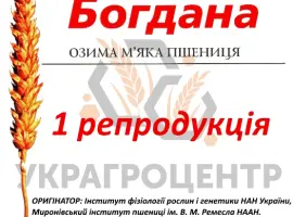 Зображення для оголошення Насіння озимої пшениці БОГДАНА 1 репродукція 2025р