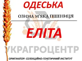 Зображення для оголошення Насіння озимої пшениці КАТРУСЯ ОДЕСЬКА еліта 2025р