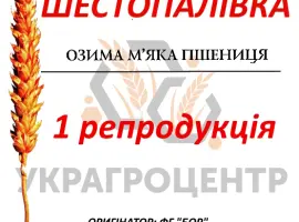 Зображення для оголошення Насіння озимої пшениці ШЕСТОПАЛІВКА 1 репродукція ФГ БОР 2025р