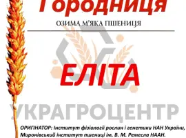 Зображення для оголошення Насіння озимої пшениці ГОРОДНИЦЯ Еліта 2024р